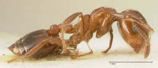 Crematogaster gutenbergi specimen FOCOL1461 image focol1461_4