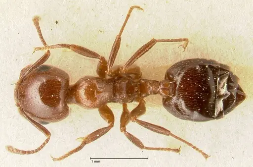 Crematogaster gutenbergi specimen FOCOL1462 image focol1462_1