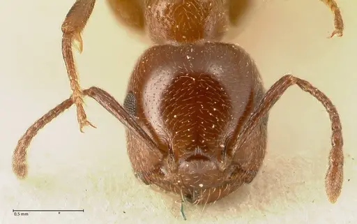 Crematogaster gutenbergi specimen FOCOL1462 image focol1462_2