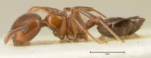 Crematogaster gutenbergi specimen FOCOL1462 image focol1462_3