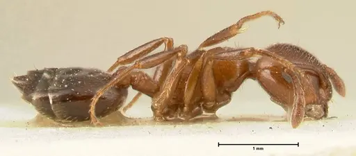 Crematogaster gutenbergi specimen FOCOL1462 image focol1462_4