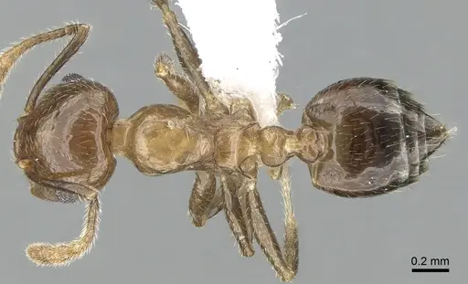 Crematogaster hafahafa specimen CASENT0436524 image casent0436524_1