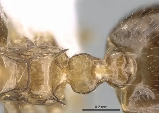 Crematogaster hafahafa specimen CASENT0436524 image casent0436524_2