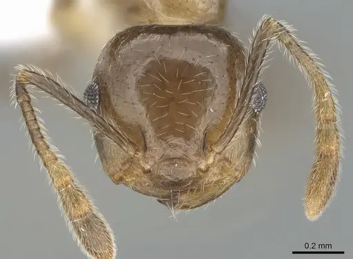 Crematogaster hafahafa specimen CASENT0436524 image casent0436524_3