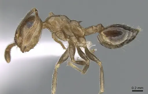 Crematogaster hafahafa specimen CASENT0436524 image casent0436524_4
