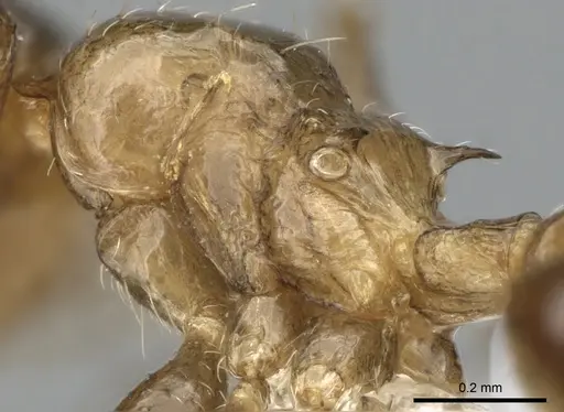 Crematogaster hafahafa specimen CASENT0436524 image casent0436524_5