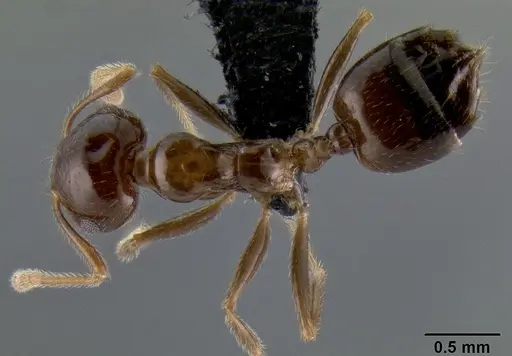 Crematogaster hazolava specimen CASENT0058825 image casent0058825_1