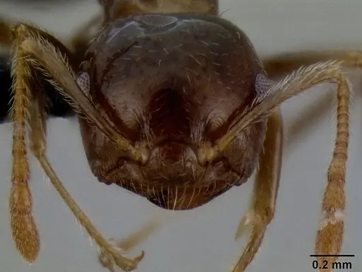 Crematogaster hazolava specimen CASENT0058825 image casent0058825_2