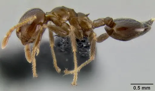 Crematogaster hazolava specimen CASENT0058825 image casent0058825_3