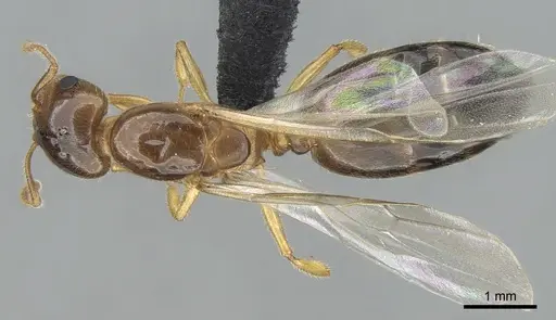 Crematogaster hazolava specimen CASENT0160002 image casent0160002_1