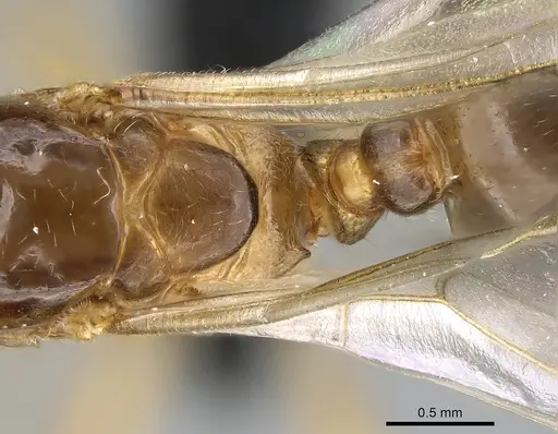 Crematogaster hazolava specimen CASENT0160002 image casent0160002_2