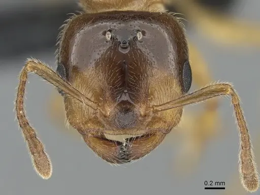 Crematogaster hazolava specimen CASENT0160002 image casent0160002_3