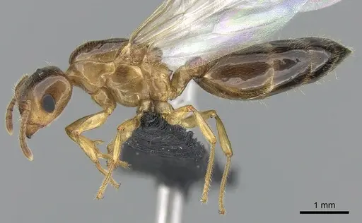 Crematogaster hazolava specimen CASENT0160002 image casent0160002_4