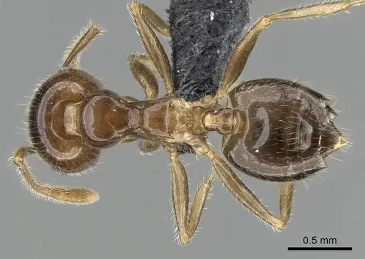 Crematogaster hazolava specimen CASENT0317642 image casent0317642_1