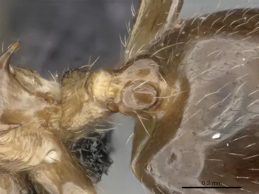 Crematogaster hazolava specimen CASENT0317642 image casent0317642_2