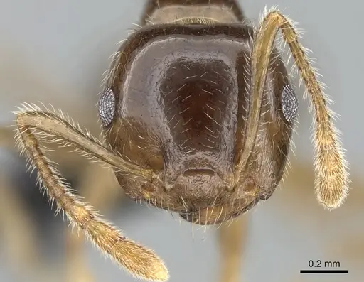 Crematogaster hazolava specimen CASENT0317642 image casent0317642_3