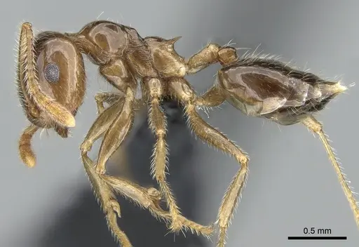 Crematogaster hazolava specimen CASENT0317642 image casent0317642_4