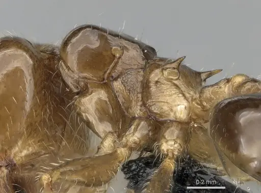 Crematogaster hazolava specimen CASENT0317642 image casent0317642_5