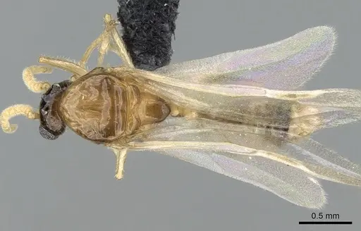 Crematogaster hazolava specimen CASENT0317643 image casent0317643_1