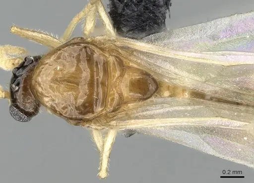Crematogaster hazolava specimen CASENT0317643 image casent0317643_2