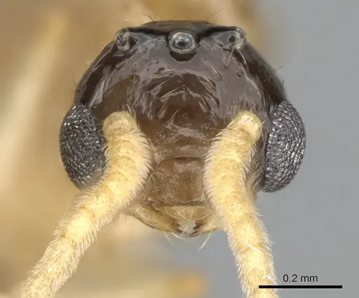 Crematogaster hazolava specimen CASENT0317643 image casent0317643_3
