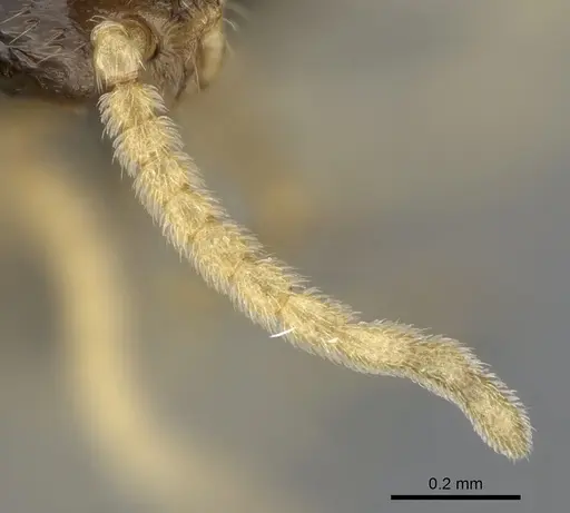 Crematogaster hazolava specimen CASENT0317643 image casent0317643_4