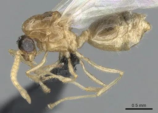 Crematogaster hazolava specimen CASENT0317643 image casent0317643_5