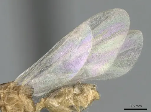 Crematogaster hazolava specimen CASENT0317643 image casent0317643_6