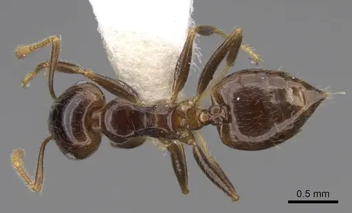 Crematogaster hazolava specimen CASENT0922638 image casent0922638_1