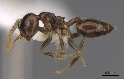 Crematogaster hazolava specimen CASENT0922638 image casent0922638_3