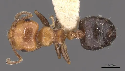 Crematogaster heathi specimen CASENT0908420 image casent0908420_1