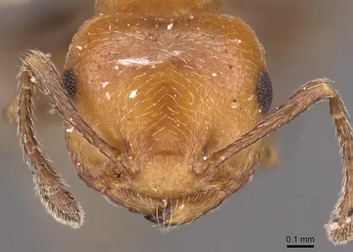 Crematogaster heathi specimen CASENT0908420 image casent0908420_2