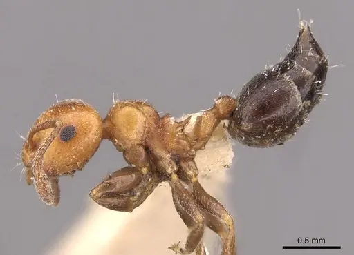 Crematogaster heathi specimen CASENT0908420 image casent0908420_3