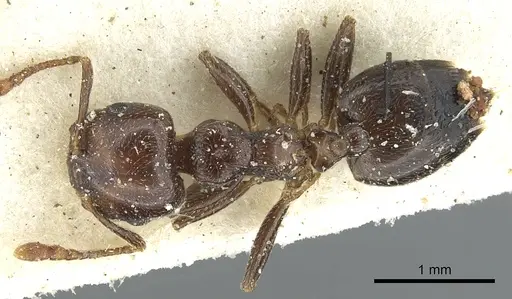Crematogaster hemiceros specimen CASENT0902060 image casent0902060_1