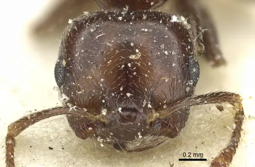 Crematogaster hemiceros specimen CASENT0902060 image casent0902060_2