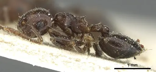 Crematogaster hemiceros specimen CASENT0902060 image casent0902060_3