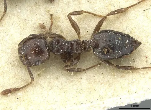 Crematogaster hemiceros specimen CASENT0912800 image casent0912800_1