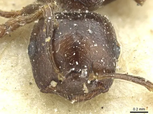 Crematogaster hemiceros specimen CASENT0912800 image casent0912800_2