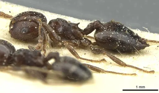 Crematogaster hemiceros specimen CASENT0912800 image casent0912800_3