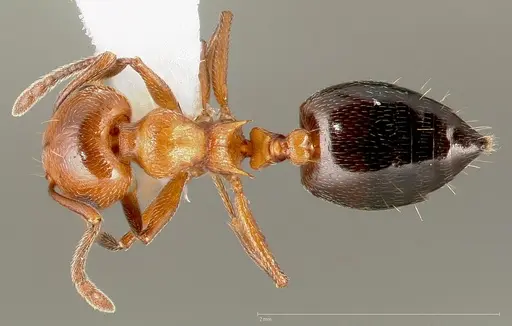 Crematogaster hespera specimen CASENT0005669 image casent0005669_1