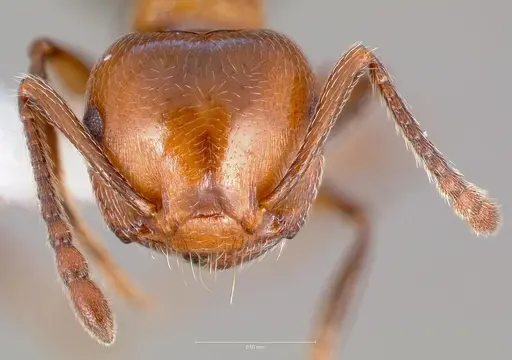Crematogaster hespera specimen CASENT0005669 image casent0005669_2