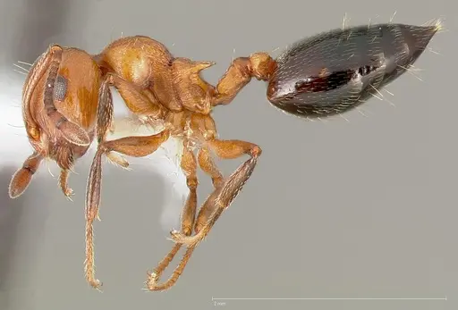 Crematogaster hespera specimen CASENT0005669 image casent0005669_3