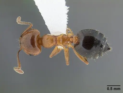 Crematogaster hespera specimen CASENT0221904 image casent0221904_1