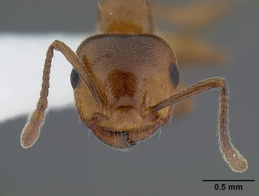 Crematogaster hespera specimen CASENT0221904 image casent0221904_2