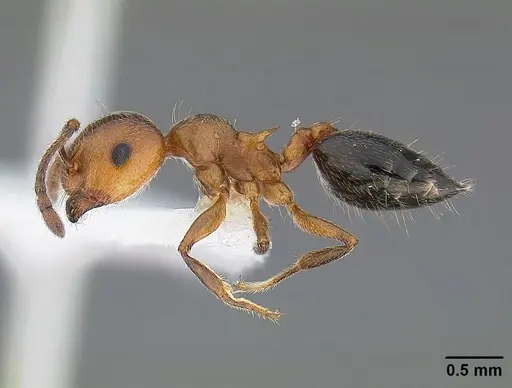 Crematogaster hespera specimen CASENT0221904 image casent0221904_3