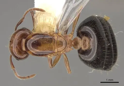 Crematogaster hespera specimen CASENT0843684 image casent0843684_1