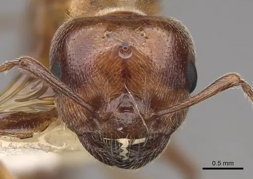 Crematogaster hespera specimen CASENT0843684 image casent0843684_2