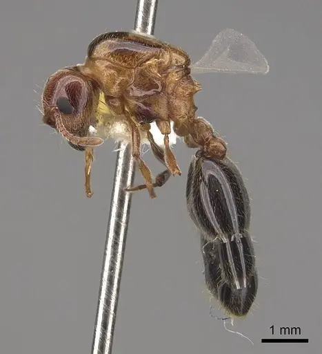 Crematogaster hespera specimen CASENT0843684 image casent0843684_3