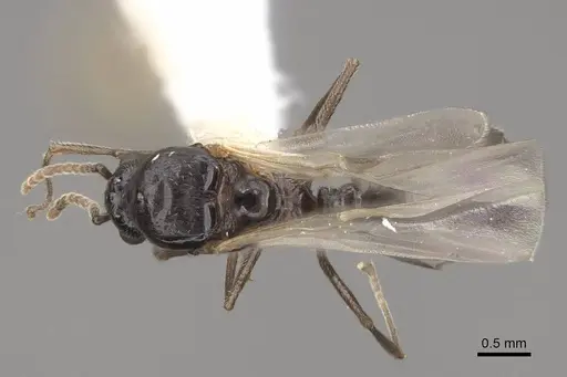 Crematogaster hespera specimen CASENT0843685 image casent0843685_1