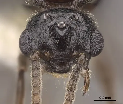 Crematogaster hespera specimen CASENT0843685 image casent0843685_2